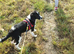 Bingo is looking for his forever home
