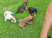 Beautiful Russell border pups
