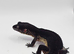 Pure Black Night female leopard Gecko