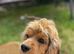 F1 B cavapoo puppies