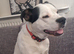 Border collie cross