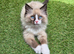 GCCF Registered Ragdoll Kittens