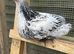 Pure bred Barahma chicks
