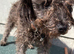 Yorkiepoo girl 5 months old