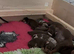 KC miniature dachshund puppies