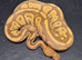 Various Ball Pythons