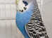 Adult female budgie