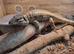 Golden Tegu