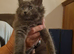 Ragdoll Mix