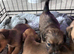 Stunning litter off chi weenie pups