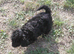 Beautiful Fluffy Jack-A-Poo Puppies