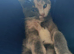 2 beautiful kitten looking for forever homes
