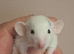 Male and Female Baby Dumbo Rats