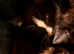 Kittens availble
