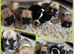 Brush bulldog x pug ready now