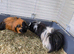 MALE PIGS