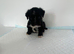 Adorable Jack tzu puppies