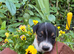 Jack Russell Dog Puppy