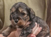 Poodle cavapoo/poodle