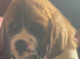 READY Now! Beautiful baby Saint Bernards