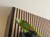 Hand reared baby blue fronted amazon