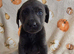 Beautiful silver and charcoal lab puppies