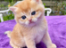 Fully Vaccinated Golden Female Kitten