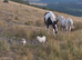 Appaloosa
