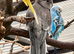 Baby Cockatiels