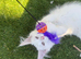 Beautiful white mainecoon kitten