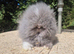 Stunning Teddydwerg babies- imported parents