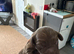 5 gorgeous cockapoo puppies