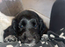 Cockapoo puppy’s