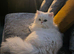 Headline: Gorgeous 1-Year-Old Doll-Faced Persian - Independent & Loving Boy.
