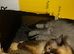 2 ragdoll kittens
