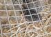 2 week old quails 7 female 3 male