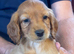 3 beautiful show cocker spaniels crossed patterdale
