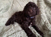Cockapoo puppies. Various colours Ready to leave
