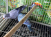 Baby’s Quaker Glasgow 1 baby left