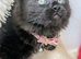 Maine coon ragdoll kittens full of fun ready now