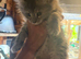 Gccf registered Maine Coon kittens