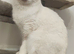 Beautiful 2-Year-Old Bicolour Girl Looking for a Loving Pet Home