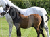 Top class Welsh A colt foal