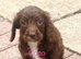 Beautiful cockapoo one boy one girl