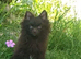 2 small house trained Pomeranians finally big enough to leave