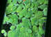Dwarf water lettuce floating plant!