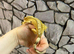 Adult Female Yellow Crested Gecko at Birmingham Reptiles