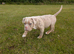 olde English bulldogge