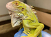 LIME GREEN IGUANA 1 YEARS OLD