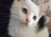 Boy kittens for sale